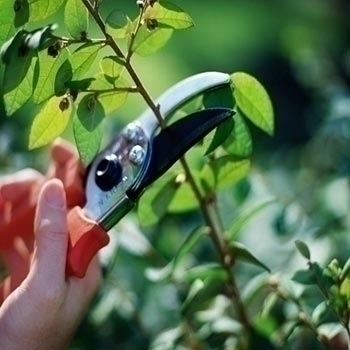 Tips for Summer Tree Care | Go Local Prov